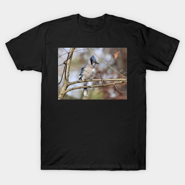 BlueJay on a branch T-Shirt by ToniaDelozier